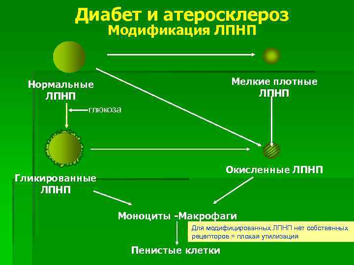 Диабет и атеросклероз Модификация ЛПНП Мелкие плотные ЛПНП Нормальные ЛПНП глюкоза Окисленные ЛПНП Гликированные