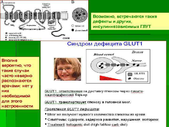 Возможно, встречаются также дефекты и других, инсулиннезависимых ГЛУТ Вполне вероятно, что такие случаи часто
