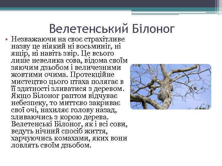 Велетенський Білоног • Незважаючи на своє страхітливе назву це ніякий ні восьминіг, ні ящір,