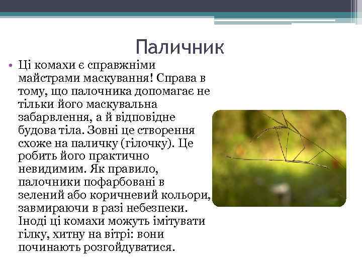 Паличник • Ці комахи є справжніми майстрами маскування! Справа в тому, що палочника допомагає