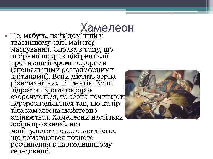 Хамелеон • Це, мабуть, найвідоміший у тваринному світі майстер маскування. Справа в тому, що