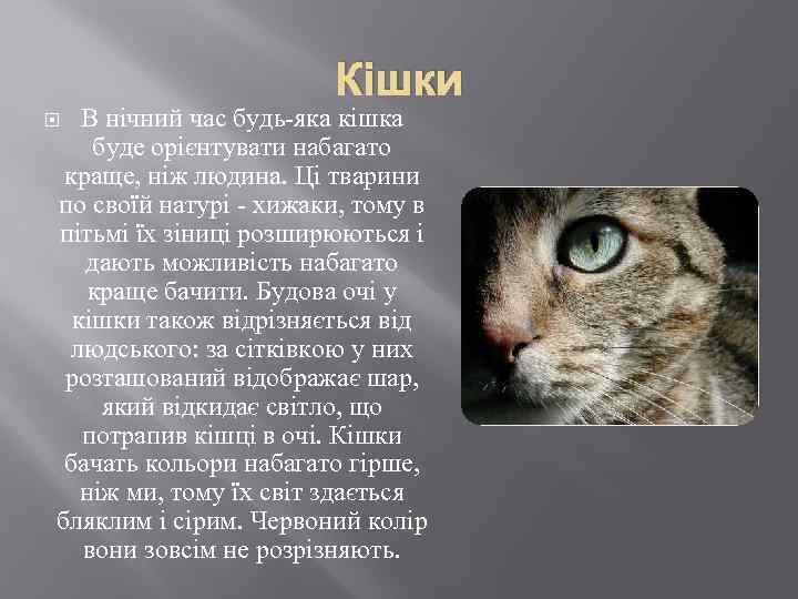 Кішки В нічний час будь-яка кішка буде орієнтувати набагато краще, ніж людина. Ці тварини