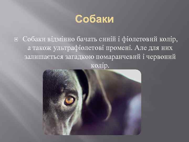 Собаки відмінно бачать синій і фіолетовий колір, а також ультрафіолетові промені. Але для них
