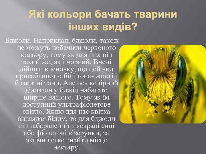 Які кольори бачать тварини інших видів? Бджоли. Наприклад, бджоли, також не можуть побачити червоного