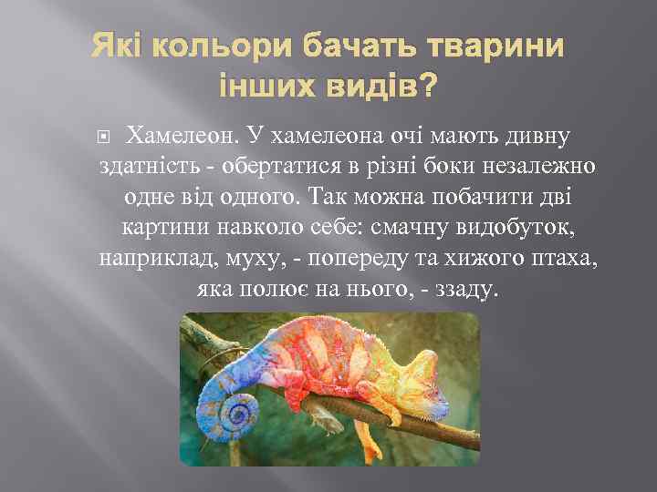 Які кольори бачать тварини інших видів? Хамелеон. У хамелеона очі мають дивну здатність -