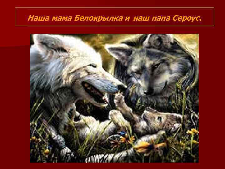 Наша мама Белокрылка и наш папа Сероус. 