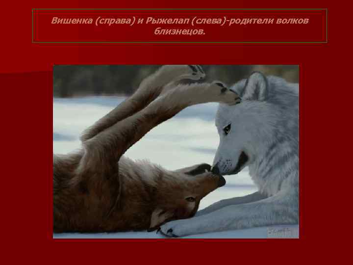 Вишенка (справа) и Рыжелап (слева)-родители волков близнецов. 