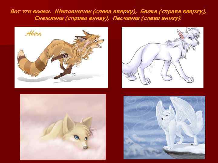 Вот эти волки. Шиповничек (слева вверху), Белка (справа вверху), Снежинка (справа внизу), Песчанка (слева