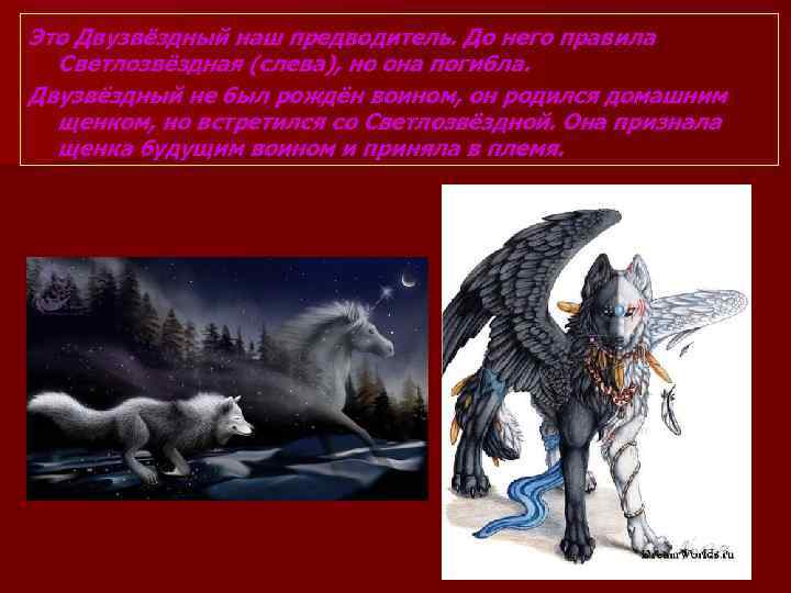 Это Двузвёздный наш предводитель. До него правила Светлозвёздная (слева), но она погибла. Двузвёздный не
