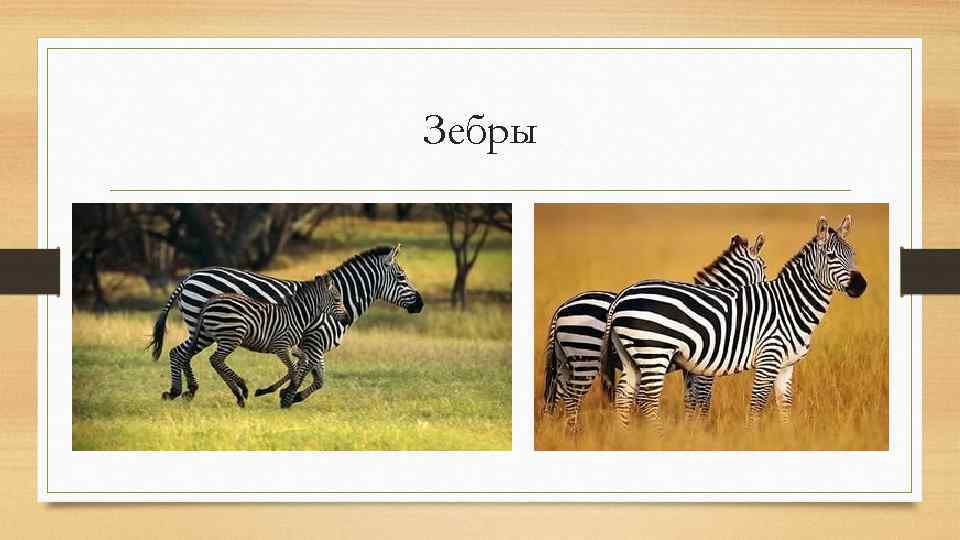 Зебры 