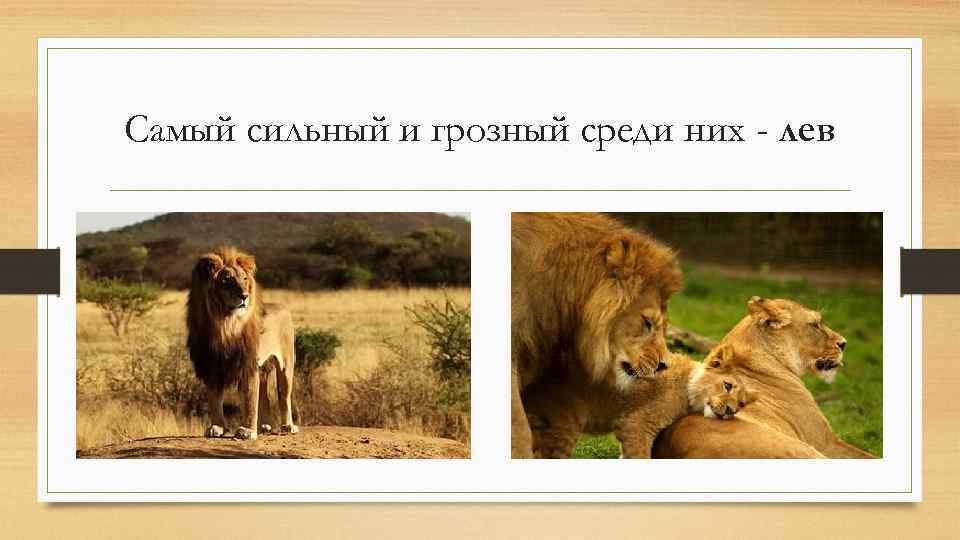 Самый сильный и грозный среди них - лев 