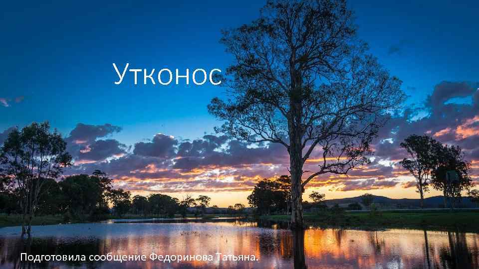 Утконос Подготовила сообщение Федоринова Татьяна. 