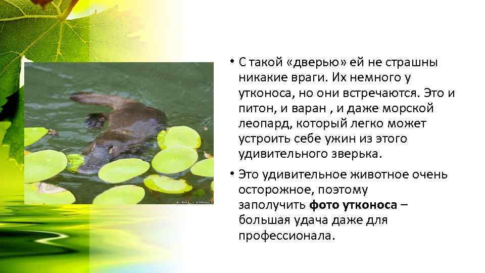  • С такой «дверью» ей не страшны никакие враги. Их немного у утконоса,