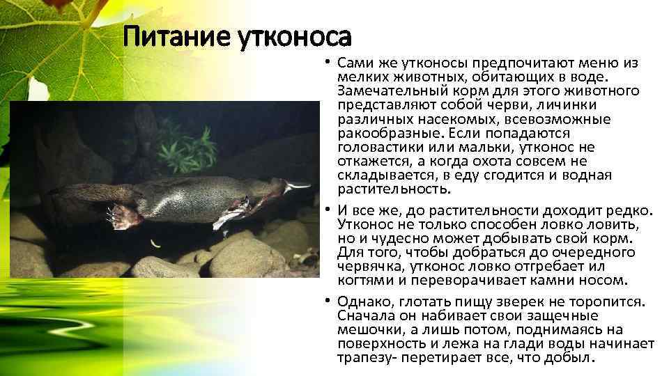 Питание утконоса • Сами же утконосы предпочитают меню из мелких животных, обитающих в воде.