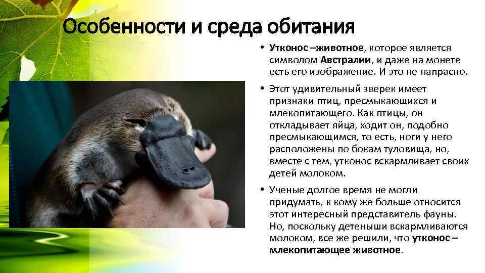 Особенности и среда обитания • Утконос –животное, которое является символом Австралии, и даже на