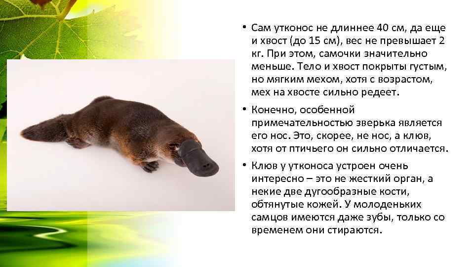  • Сам утконос не длиннее 40 см, да еще и хвост (до 15