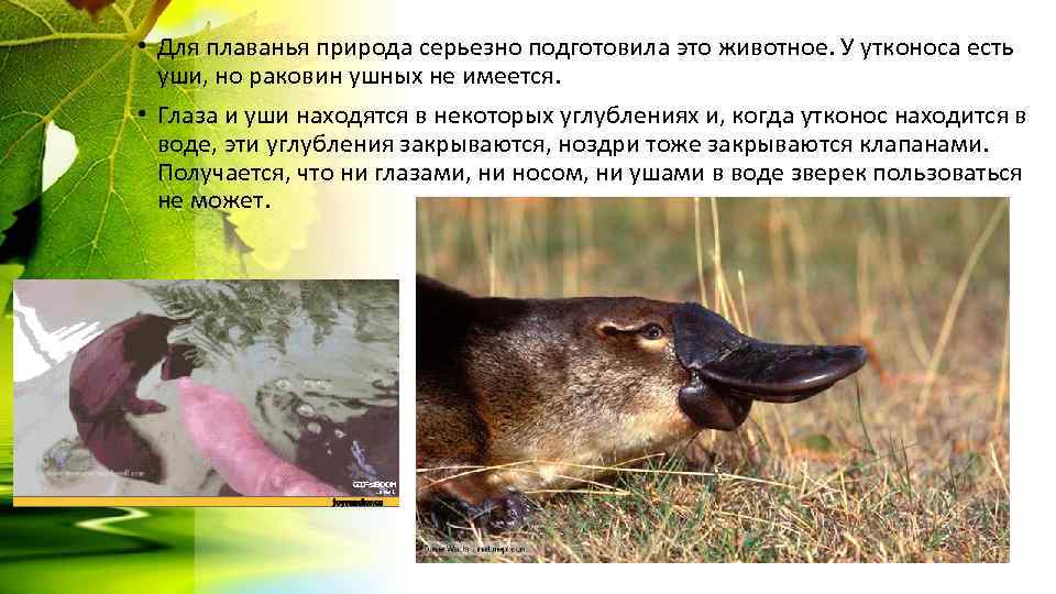  • Для плаванья природа серьезно подготовила это животное. У утконоса есть уши, но