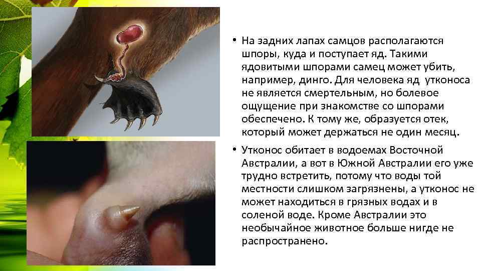  • На задних лапах самцов располагаются шпоры, куда и поступает яд. Такими ядовитыми