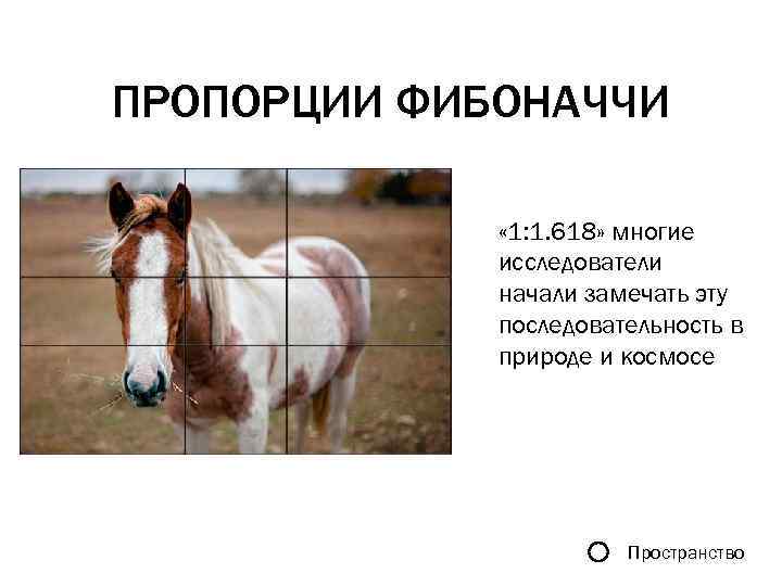 ПРОПОРЦИИ ФИБОНАЧЧИ « 1: 1. 618» многие исследователи начали замечать эту последовательность в природе