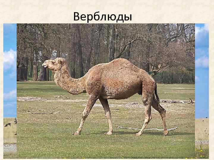 Верблюды 