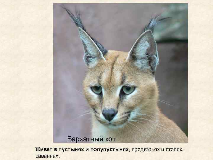 Бархатный кот Живет в пустынях и полупустынях, предгорьях и степях, саваннах. 