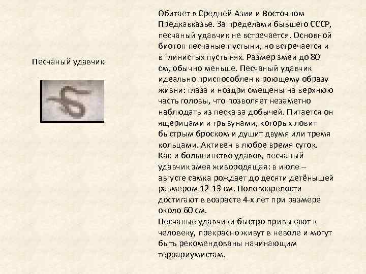 Песчаный удавчик Обитает в Средней Азии и Восточном Предкавказье. За пределами бывшего СССР, песчаный