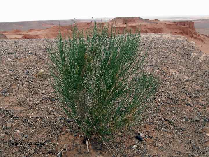  Белый саксаул 