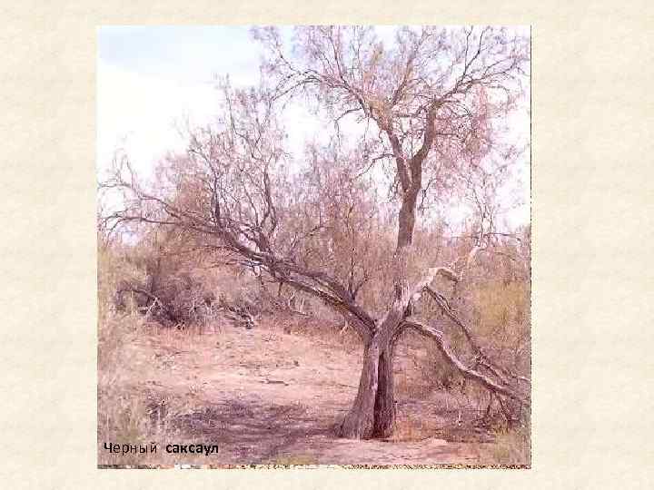 Черный саксаул 