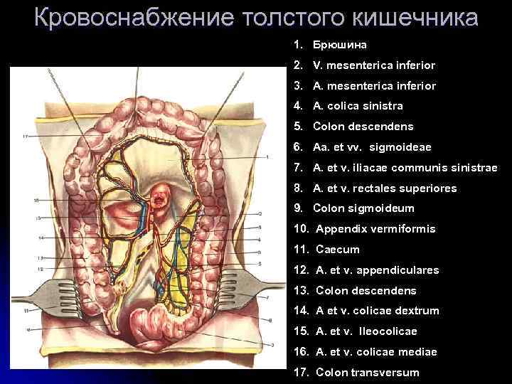 Кровоснабжение толстого кишечника 1. Брюшина 2. V. mesenterica inferior 3. A. mesenterica inferior 4.