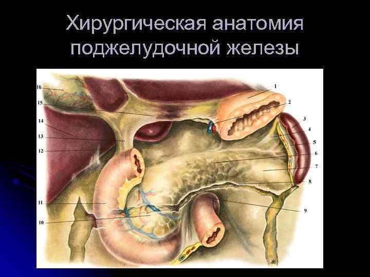 Хирургическая анатомия поджелудочной железы 