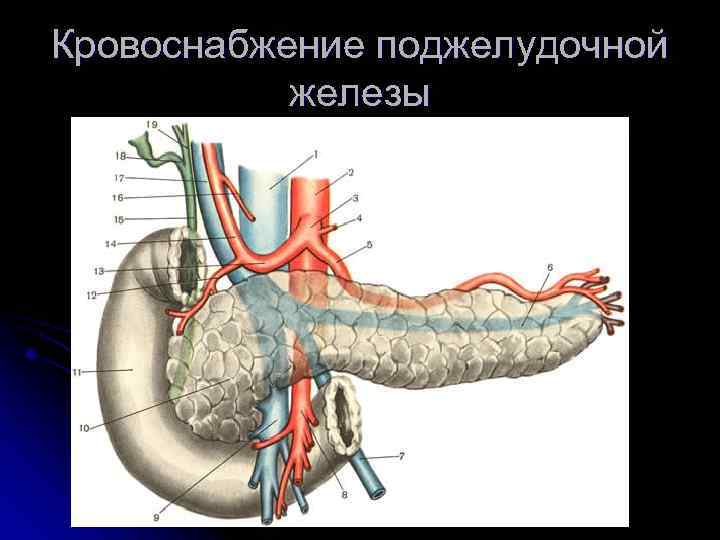 Поджелудочная железа кровоснабжение