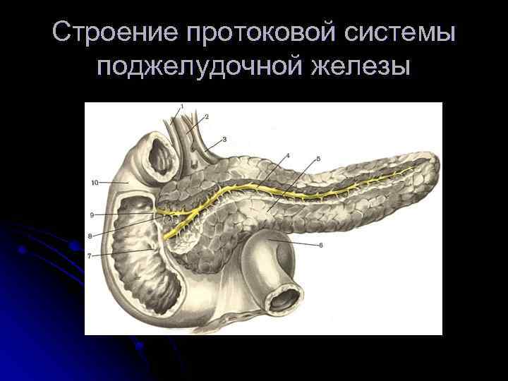 Строение протоковой системы поджелудочной железы 