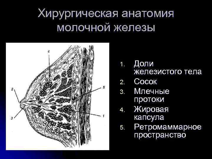 Молочная железа тип железы. Ретромаммарное пространство молочной железы располагается. Ретпомамарное коетчатое пространство. Ретромаммарное клетчаточное пространство. Клетчаточное пространство молочная железа что это такое.