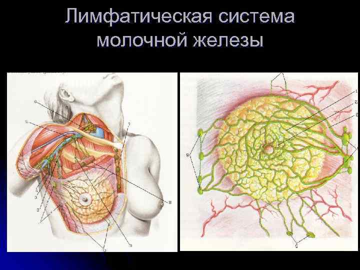 Лимфатическая система молочной железы 