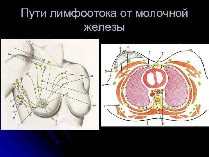 Пути лимфоотока от молочной железы 