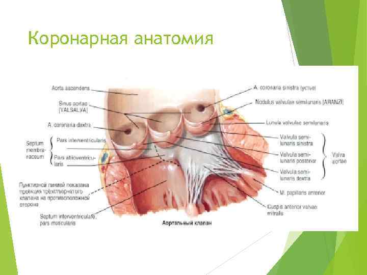 Коронарная анатомия 