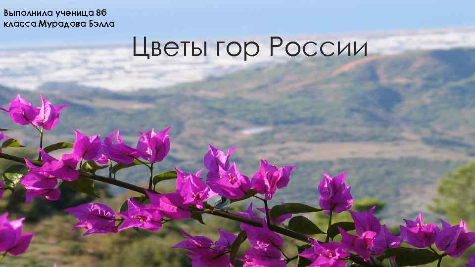 Выполнила ученица 8 б класса Мурадова Бэлла Цветы гор России 