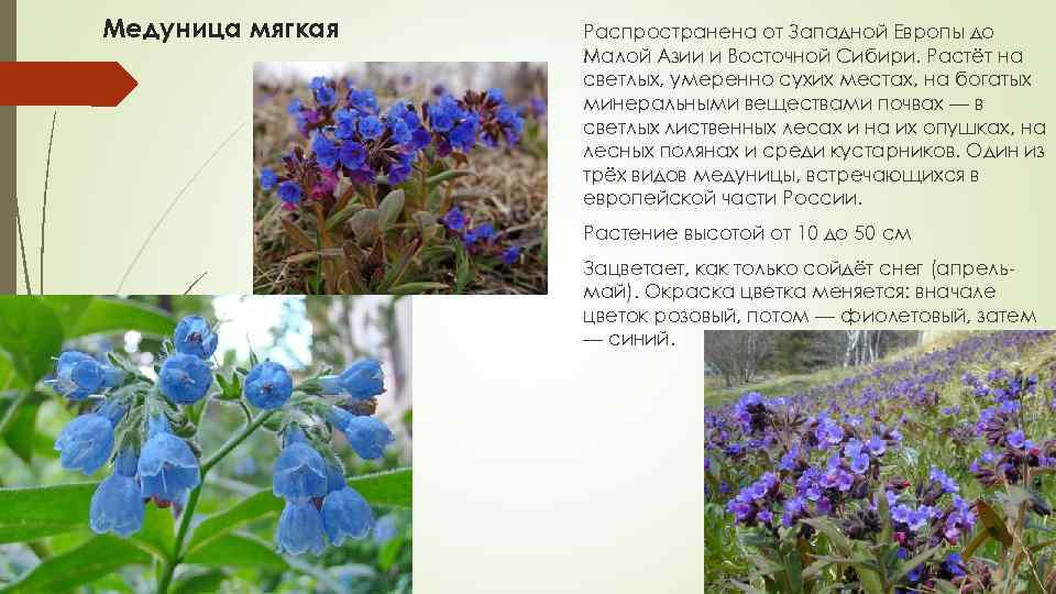 Медуница мягкая Распространена от Западной Европы до Малой Азии и Восточной Сибири. Растёт на