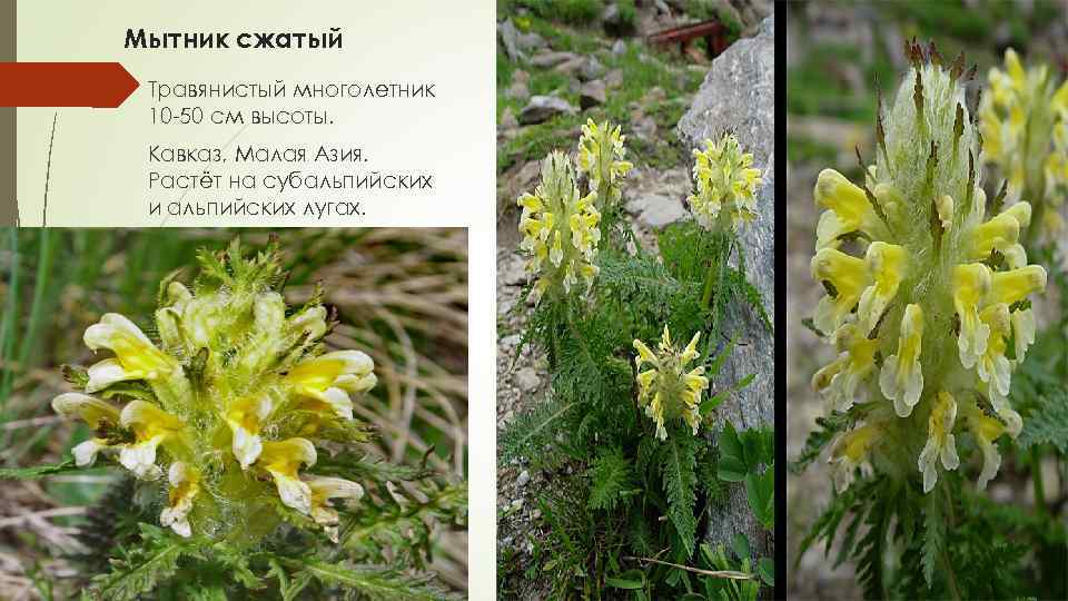 Мытник сжатый Травянистый многолетник 10 50 см высоты. Кавказ, Малая Азия. Растёт на субальпийских