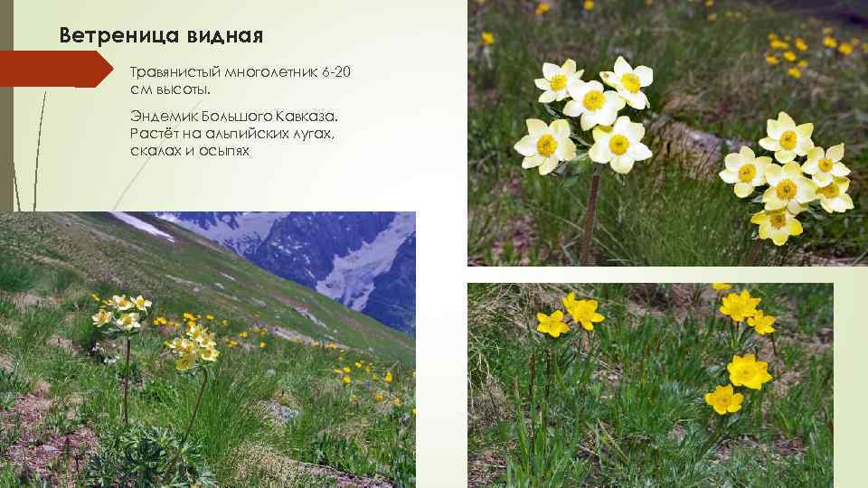  Ветреница видная Травянистый многолетник 6 20 см высоты. Эндемик Большого Кавказа. Растёт на