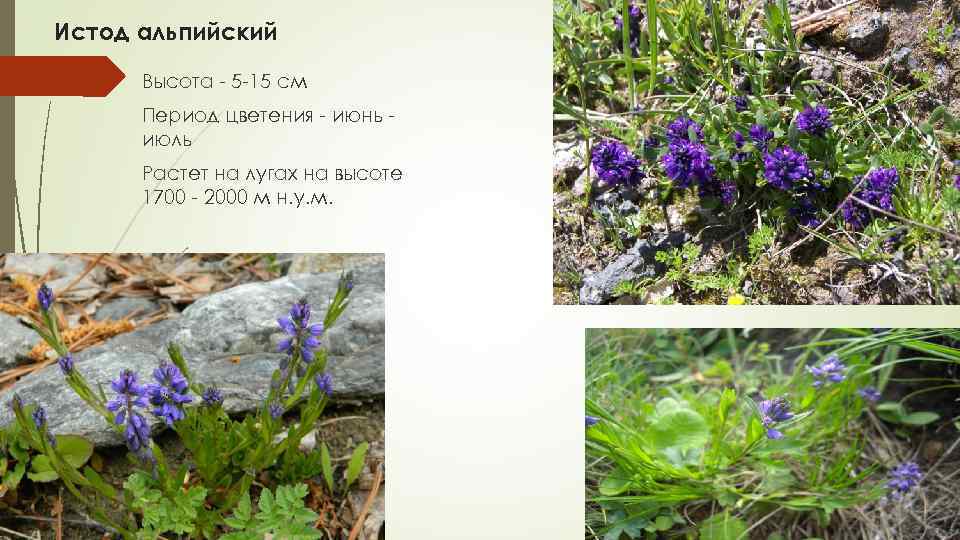 Истод альпийский Высота 5 15 см Период цветения июнь июль Растет на лугах на