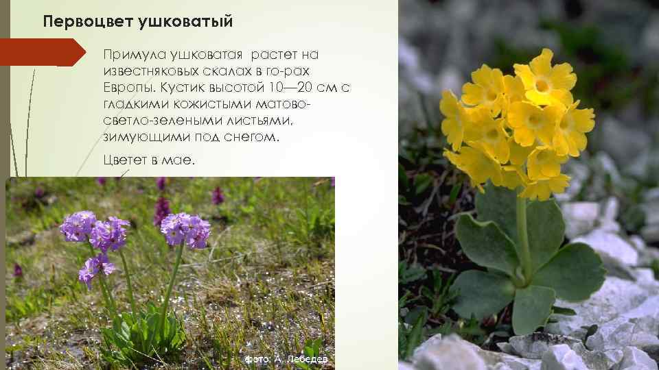 Первоцвет ушковатый Примула ушковатая растет на известняковых скалах в го рах Европы. Кустик высотой