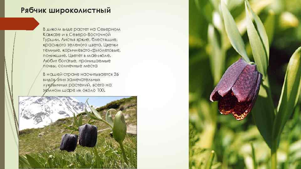 Рябчик широколистный В диком виде растет на Северном Кавказе и в Северо Восточной Турции.