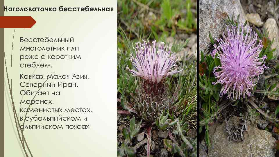 Наголоваточка бесстебельная Бесстебельный многолетник или реже с коротким стеблем. Кавказ, Малая Азия, Северный Иран.