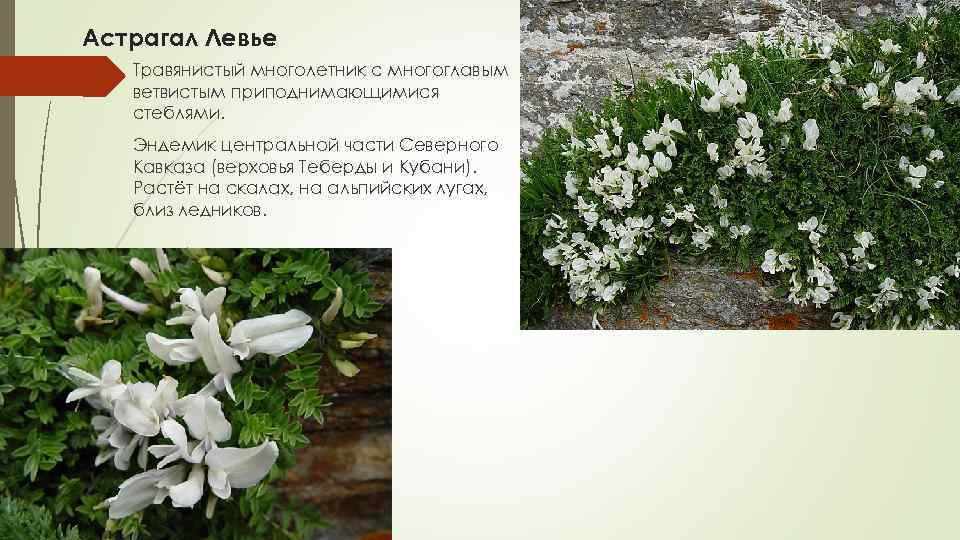 Астрагал Левье Травянистый многолетник с многоглавым ветвистым приподнимающимися стеблями. Эндемик центральной части Северного Кавказа