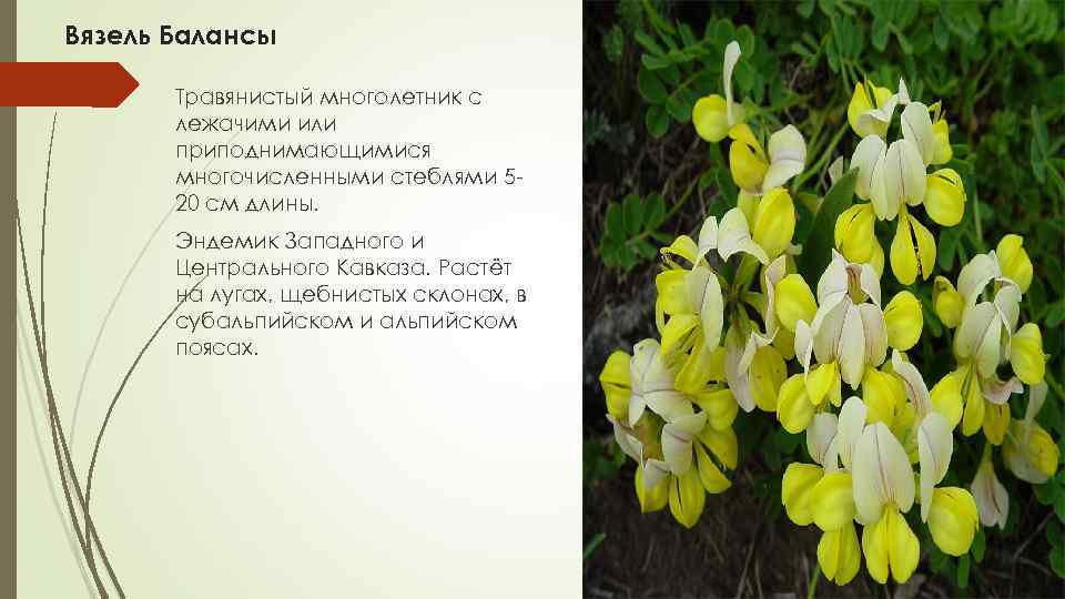 Вязель Балансы Травянистый многолетник с лежачими или приподнимающимися многочисленными стеблями 5 20 см длины.