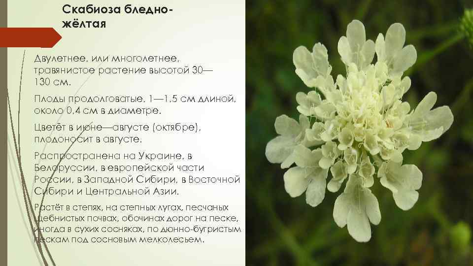 Скабиоза бледножёлтая Двулетнее, или многолетнее, травянистое растение высотой 30— 130 см. Плоды продолговатые, 1—