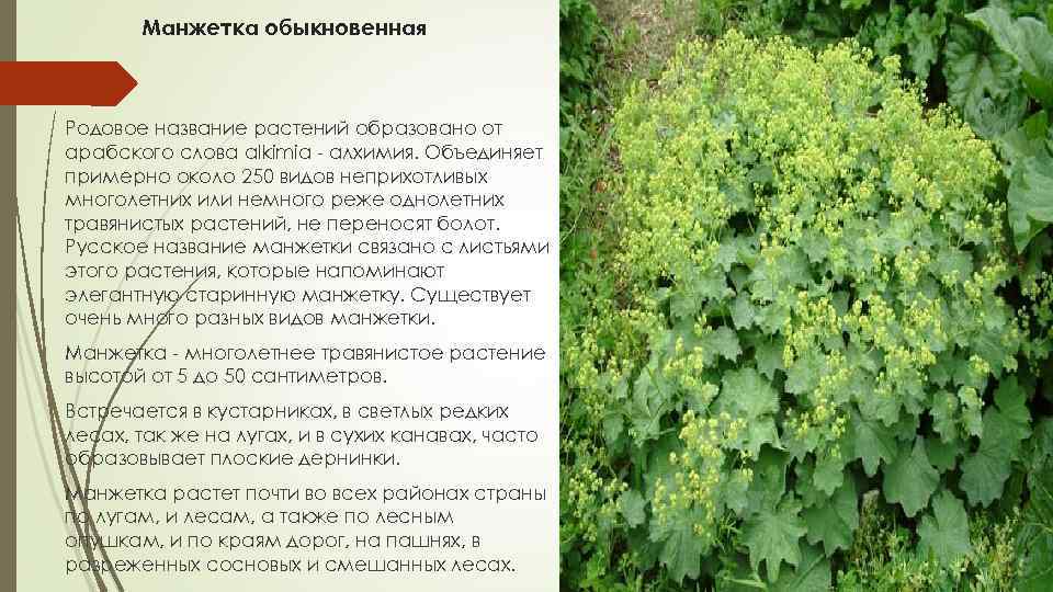 Манжетка обыкновенная Родовое название растений образовано от арабского слова alkimia алхимия. Объединяет примерно около