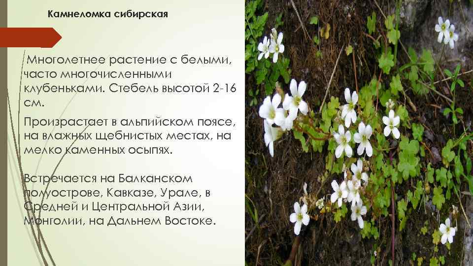 Камнеломка сибирская Многолетнее растение с белыми, часто многочисленными клубеньками. Стебель высотой 2 16 см.