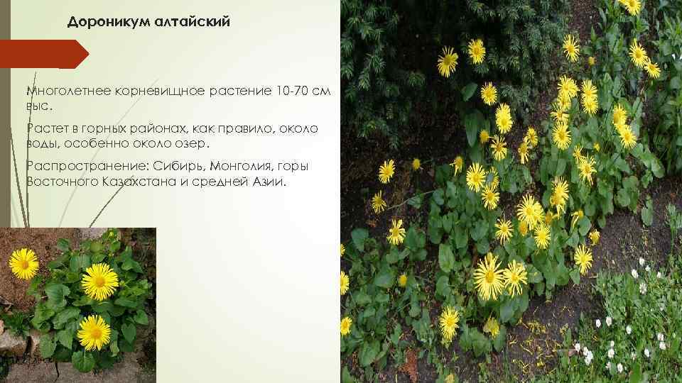Дороникум алтайский Многолетнее корневищное растение 10 70 см выс. Растет в горных районах, как
